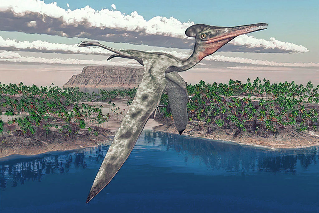 Птеродактиль (Pterodactylus) — фото, описание, размеры, среда обитания ...