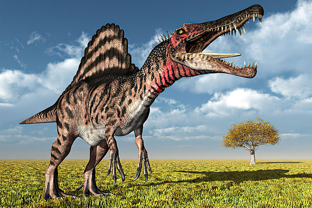 Спинозавр (Spinosaurus) — фото, описание, размеры, среда обитания — Dino  Farm