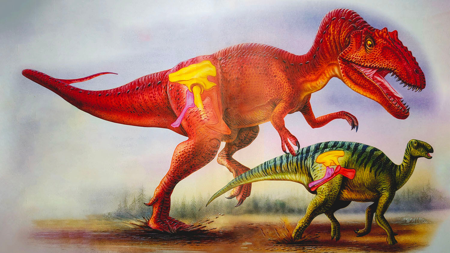 Птицетазовые. Травоядные динозавры Игуанодон. Хищные Птицетазовые динозавры. Ящеротазовые динозавры. Картинки хищных динозавров.